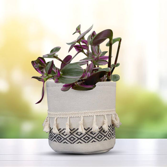 Tradescantia Nanouk Indoor Plant with Cotton Pot