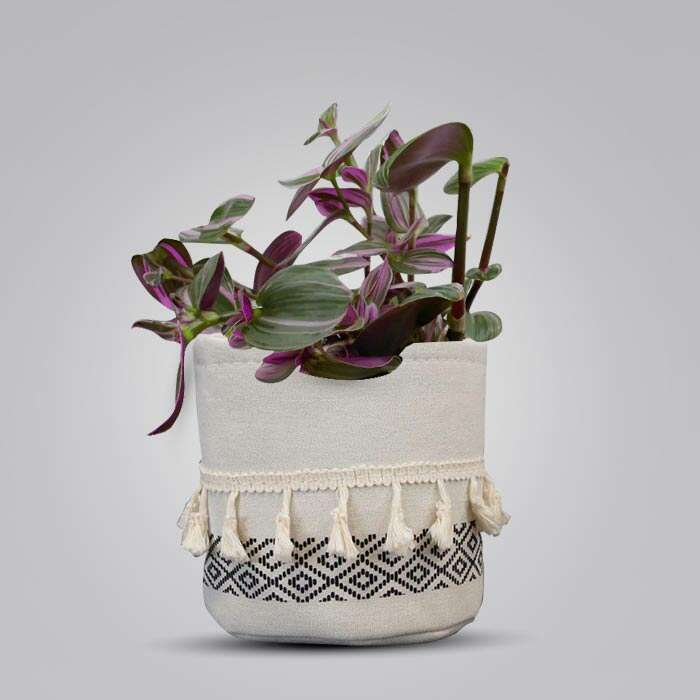 P-Tradescantia-Nanouk-13cm-WPOT2_3