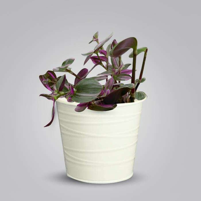 P-Tradescantia-Nanouk-13cm-WPOT3
