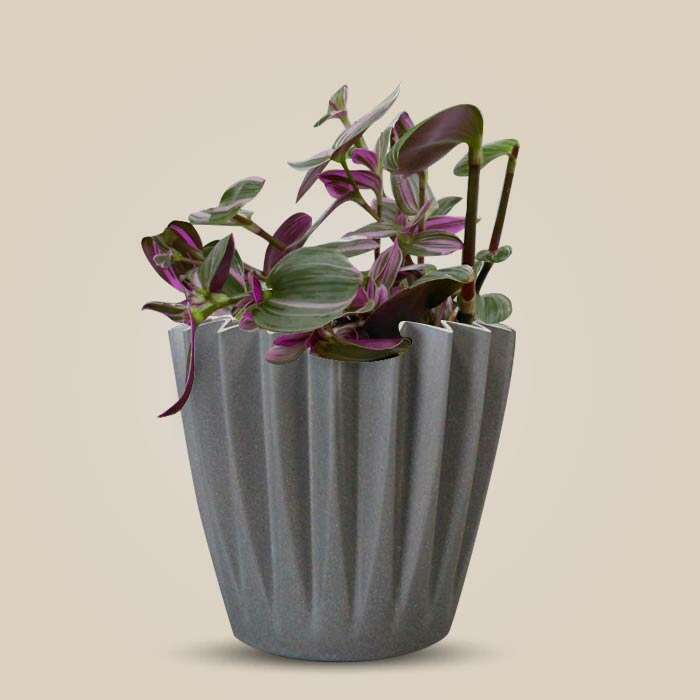 P-Tradescantia-Nanouk-13cm-WPOT4