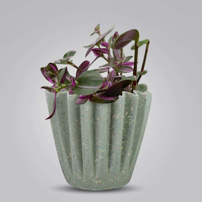 P-Tradescantia-Nanouk-13cm-WPOT6