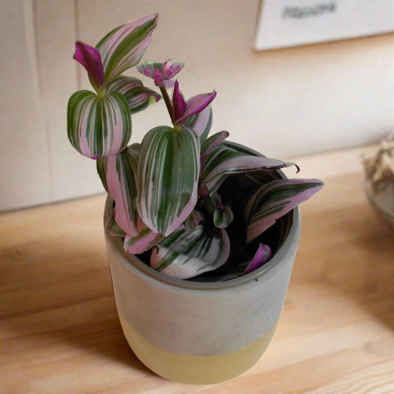 P-Tradescantia-Nanouk-9cm-OPP_3