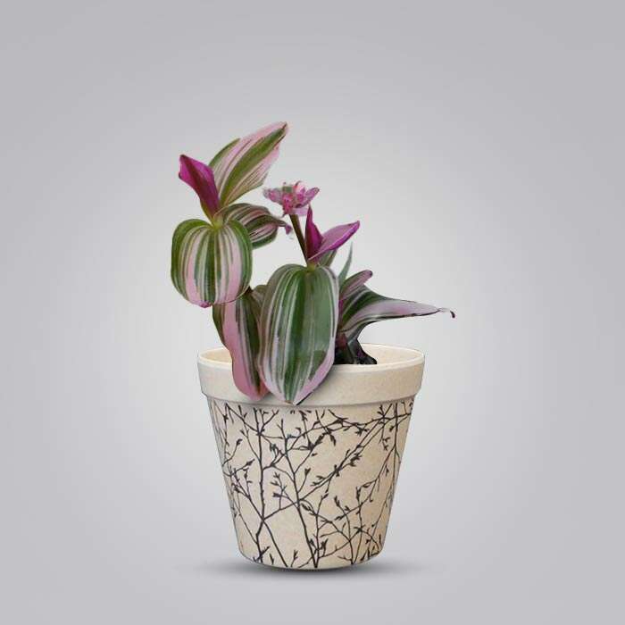 P-Tradescantia-Nanouk-9cm-WPOT1_2