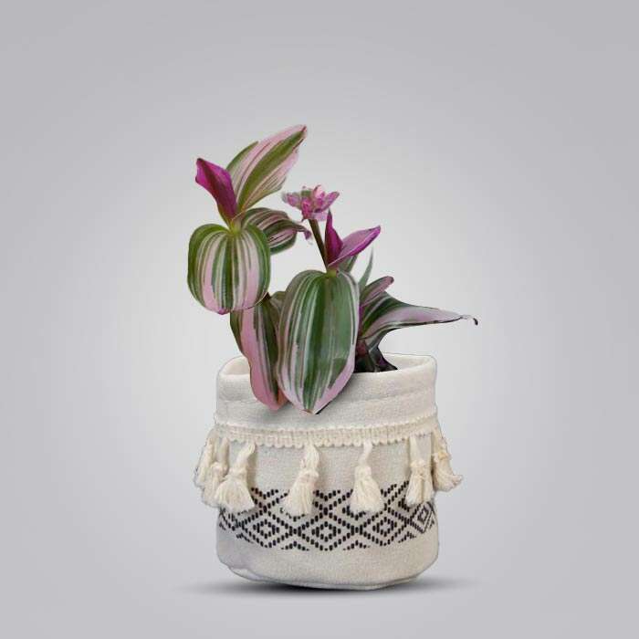 P-Tradescantia-Nanouk-9cm-WPOT2_3