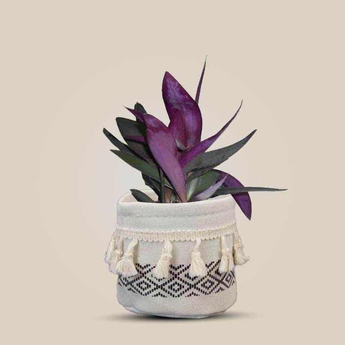 P-Tradescantia-Pallida-9cm-WPOT2