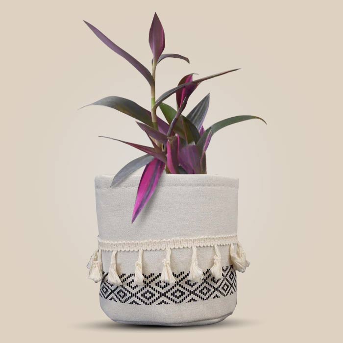 Tradescantia Pallida Pink Stripes with Cotton Pot