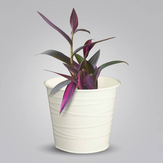 Tradescantia Pallida Pink Stripes with White Metal Pot