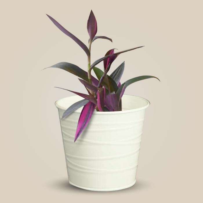 P-Tradescantia-Pallida-Pink-Stripes-13cm-WPOT3_3