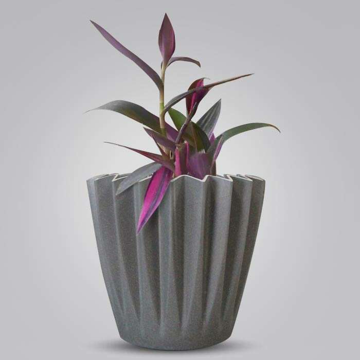 P-Tradescantia-Pallida-Pink-Stripes-13cm-WPOT4_3