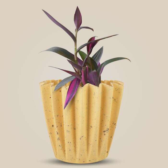 P-Tradescantia-Pallida-Pink-Stripes-13cm-WPOT5_3