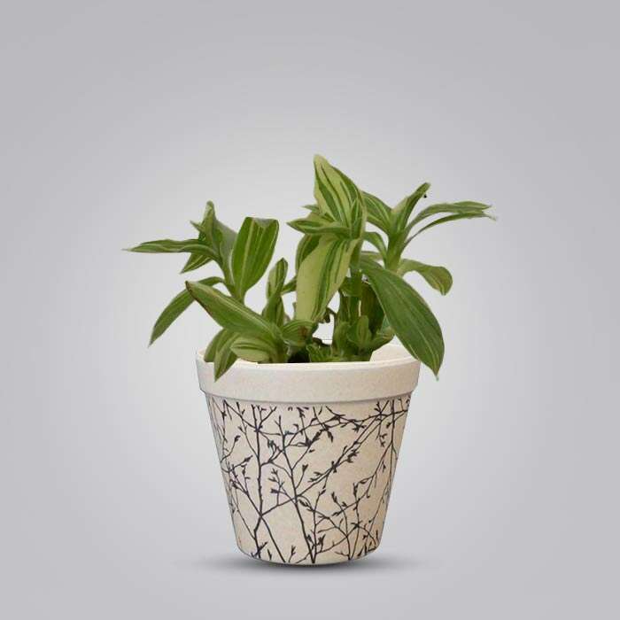 P-Tradescantia-Silver-Queen-9cm-WPOT1