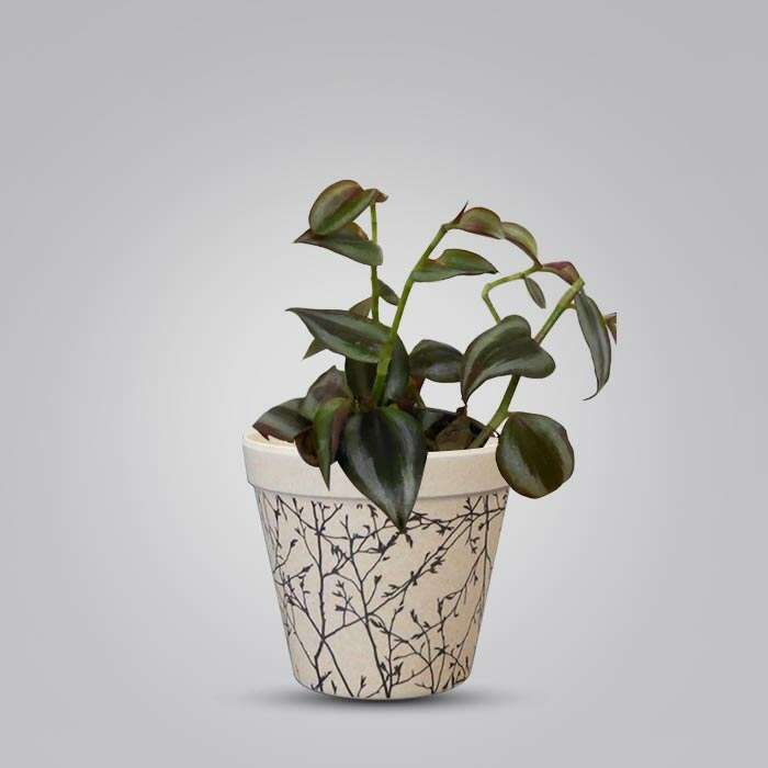 P-Tradescantia-Zebrina-Purple-9cm-WPOT1_3_e78b98c3-816b-433d-b34b-fbe8fe614203