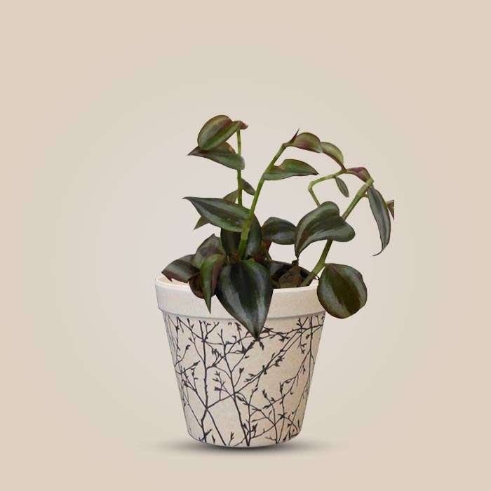 Tradescantia Zebrina Purple with Bamboo Plant Pot