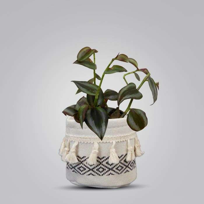 P-Tradescantia-Zebrina-Purple-9cm-WPOT2