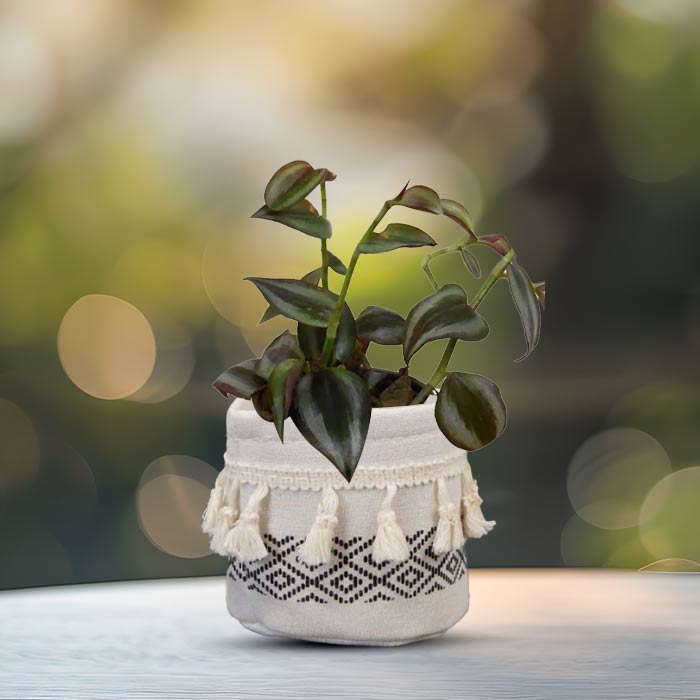 Tradescantia Zebrina Purple with Cotton Pot