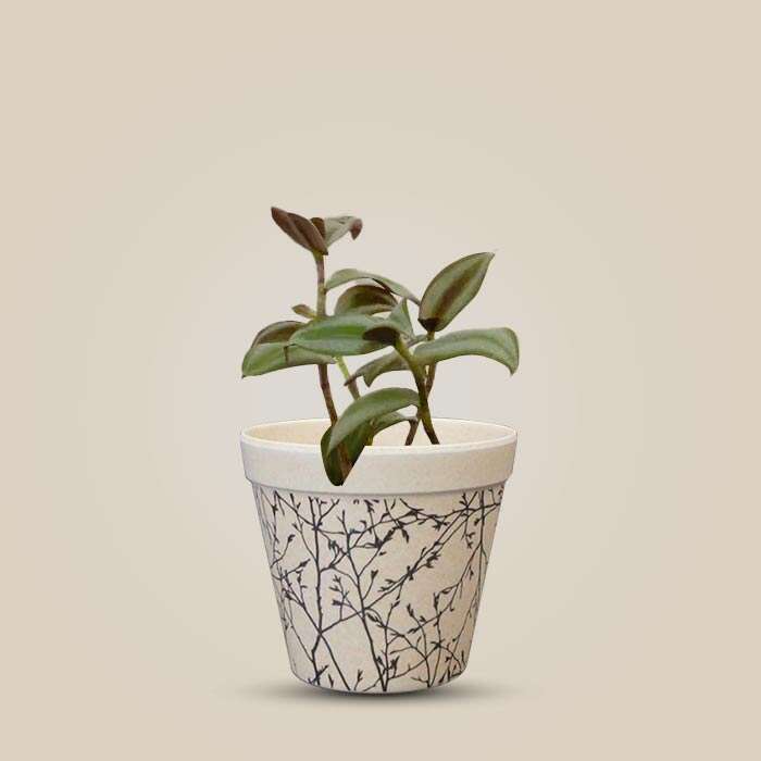 P-Tradescantia-Zebrina-Silver-9cm-WPOT1_3