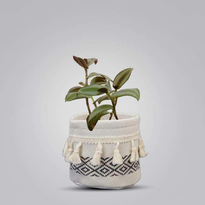 P-Tradescantia-Zebrina-Silver-9cm-WPOT2_3