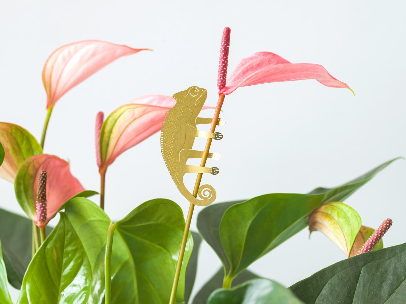 Plant Animal Chameleon Houseplant Hanging Decoration | Small Indoor Plants