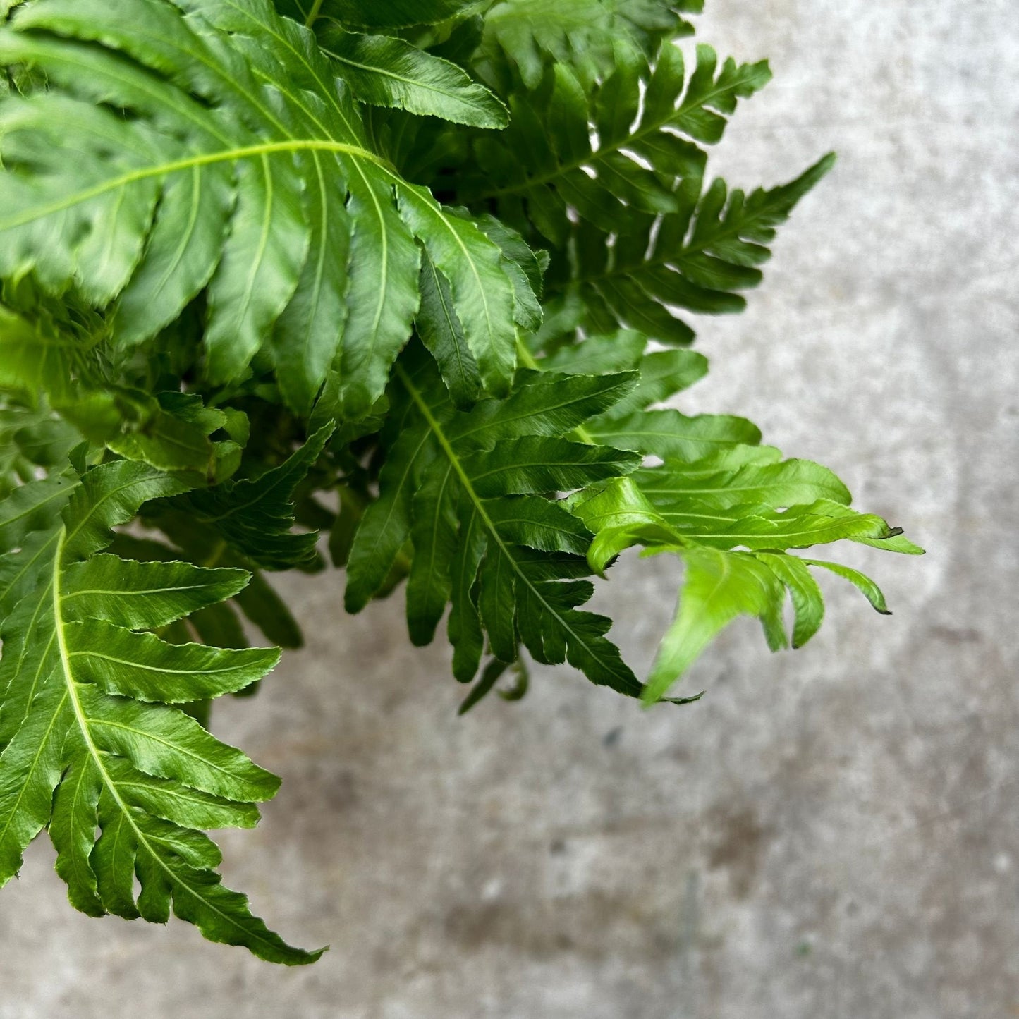 Blechnum gibbum 'Silver Lady' (Silver Lady Fern)