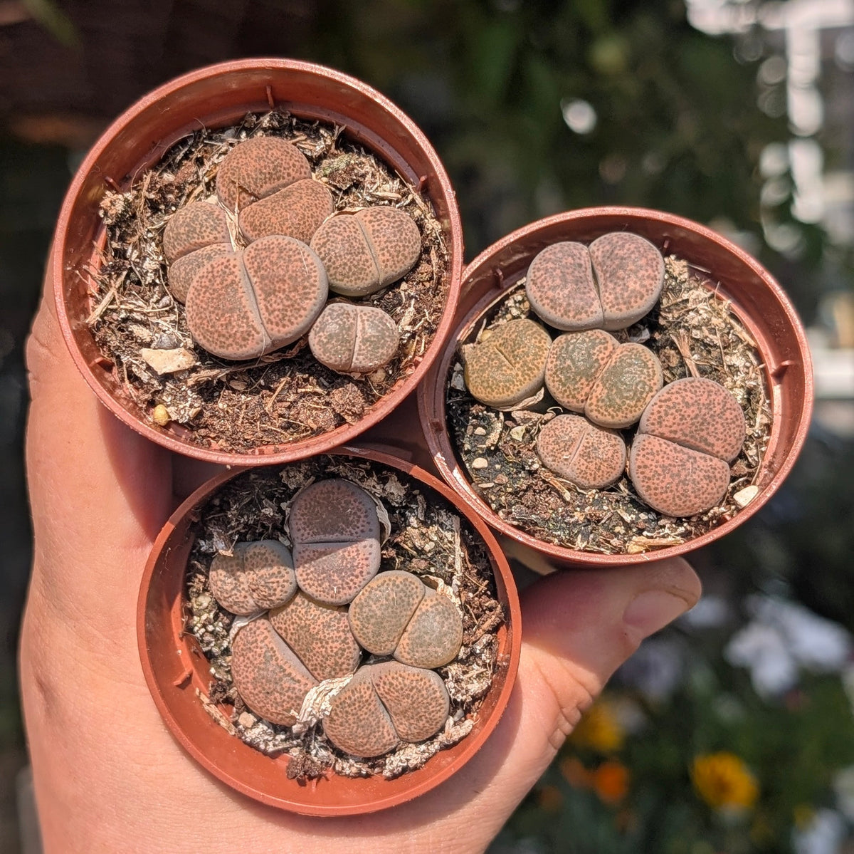 Living Stone Plant - Lithops Plants - Succulent Houseplant
