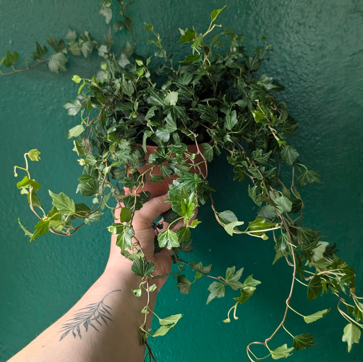 Hedera helix (English Ivy)