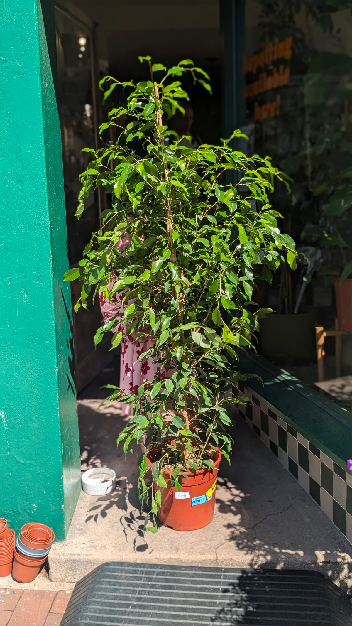 Ficus benjamina 'Exotica' (Weeping Fig)