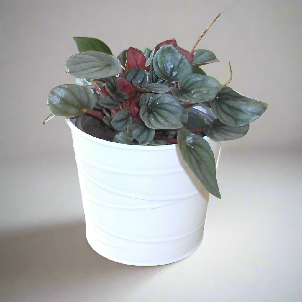 Peperomia Caperata Plant (Emerald Ripple Peperomia) - Plant and White Metal Pot | Small Indoor Plants