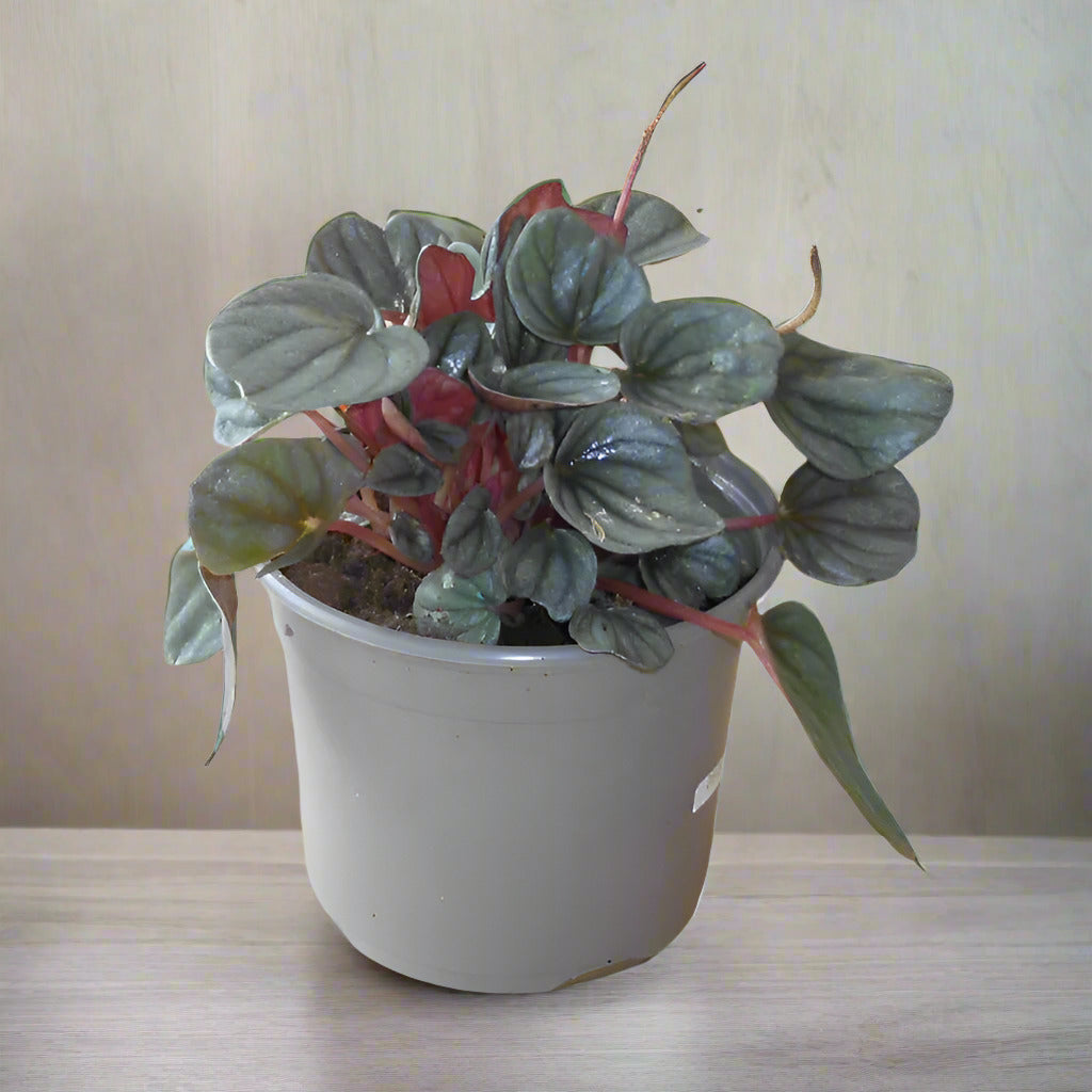 Peperomia Caperata Plant (Emerald Ripple Peperomia)