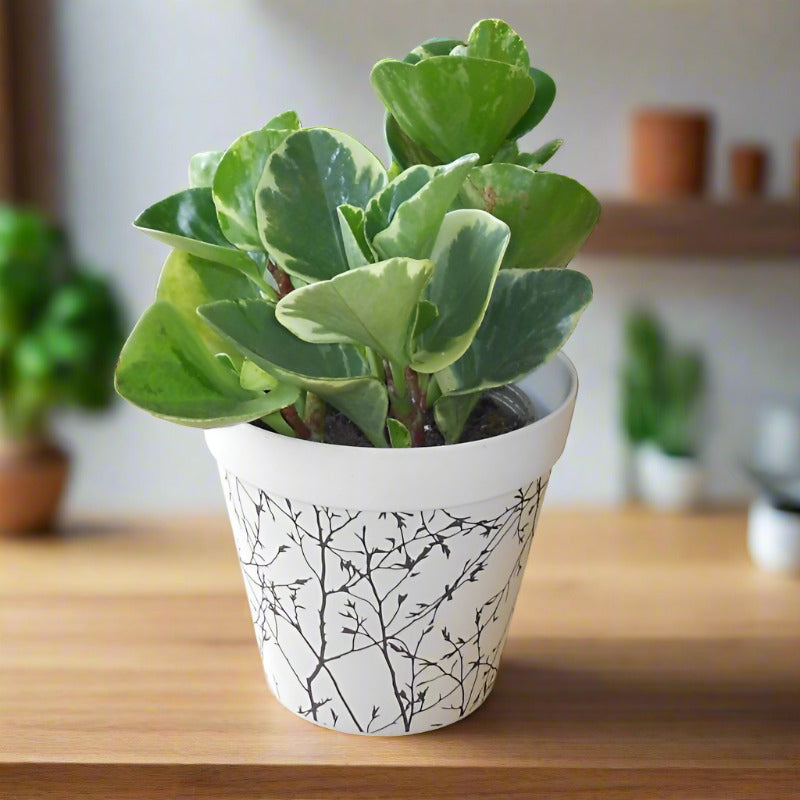 Marble Peperomia Houseplant (Peperomia Obtusifolia Marble) - Bamboo Plant Pot | Small Indoor Plants