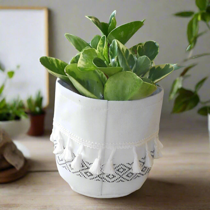 Marble Peperomia Houseplant (Peperomia Obtusifolia Marble) - Cotton Basket | Small Indoor Plants