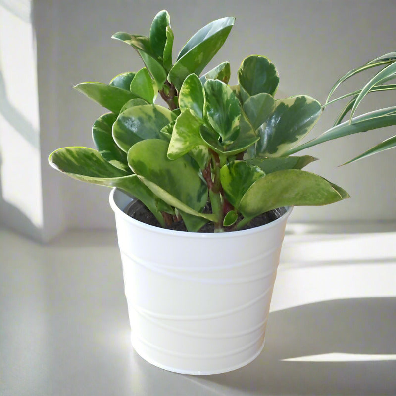 Marble Peperomia Houseplant (Peperomia Obtusifolia Marble) - White Metal Pot | Small Indoor Plants