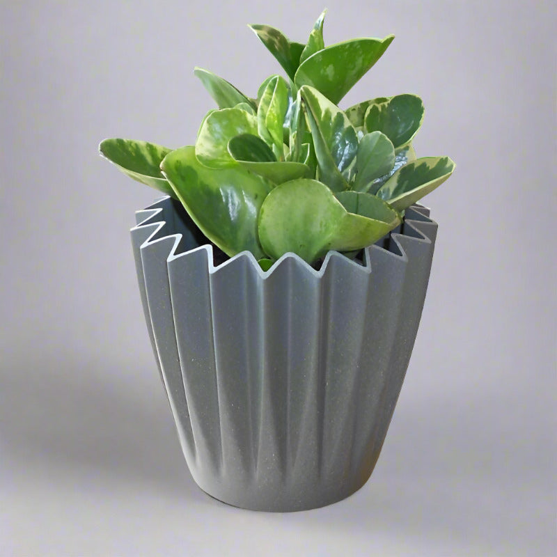 Marble Peperomia Houseplant (Peperomia Obtusifolia Marble) - Corrugated Grey Pot | Small Indoor Plants