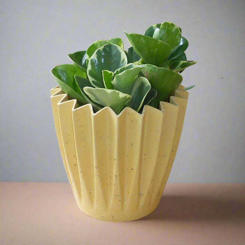 Marble Peperomia Houseplant (Peperomia Obtusifolia Marble) - Corrugated Yellow Pot | Small Indoor Plants