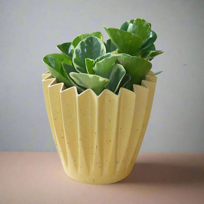 Peperomia-Obtusifolia-Marble-13cm-OPP-POT5_e1428146-d866-4dfb-98d0-0022f676de0d