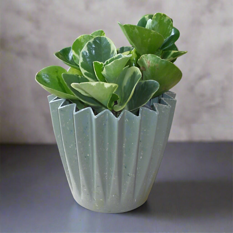 Marble Peperomia Houseplant (Peperomia Obtusifolia Marble) - Corrugated Sage Green Pot | Small Indoor Plants