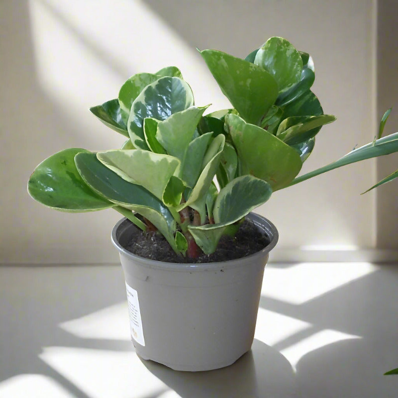 Marble Peperomia Houseplant (Peperomia Obtusifolia Marble) - No Decorative Pot (Nursery Pot Only) | Small Indoor Plants