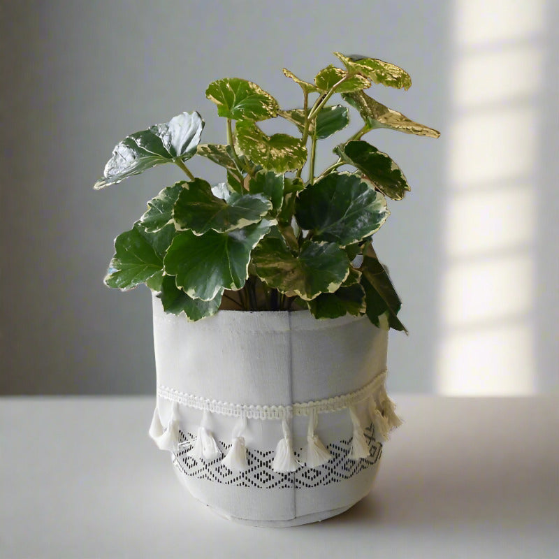 Dinner Plate Aralia Houseplant | Polyscias Balfouriana - Plant and Cotton Tasselled Pot Cover | Small Indoor Plants
