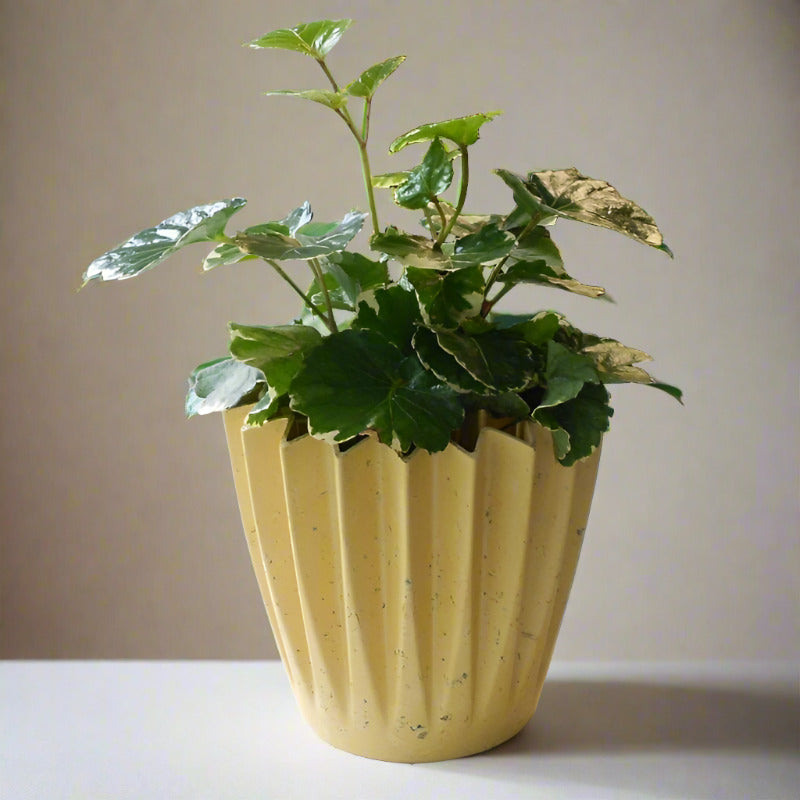 Dinner Plate Aralia Houseplant | Polyscias Balfouriana - Plant and Yellow Corrugated Pot | Small Indoor Plants