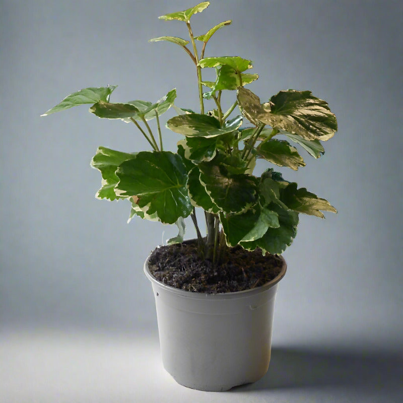 Dinner Plate Aralia Houseplant | Polyscias Balfouriana - Plant in Plastic Nursery Pot | Small Indoor Plants