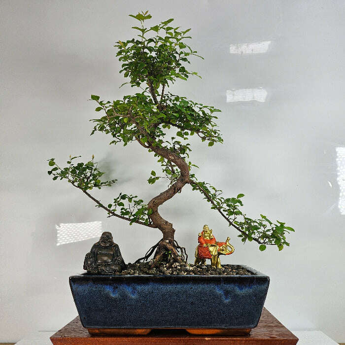 Sageretia_Bonsai_Tree_-_Bird_Plum_Bonsai_Plant_In_30cm_Pot