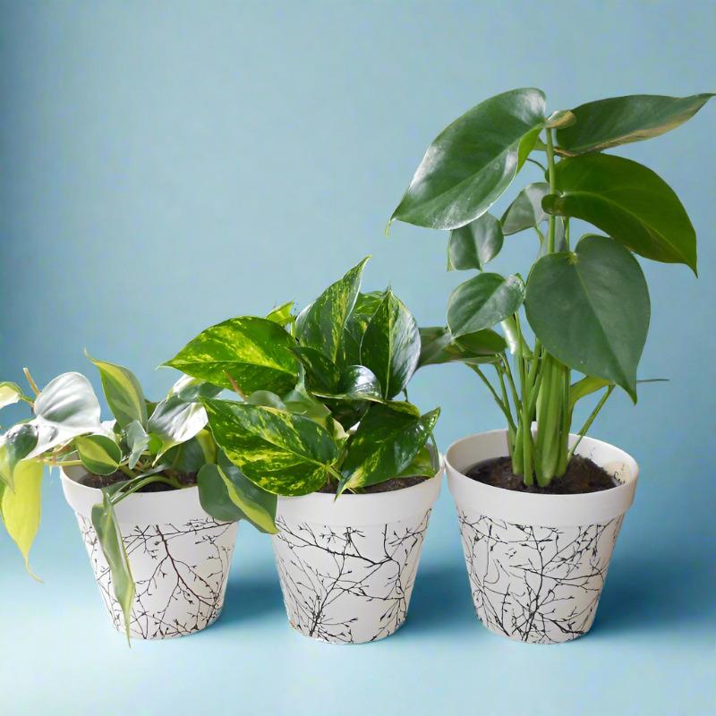 Set of 3 Climbing House Plants with Pots