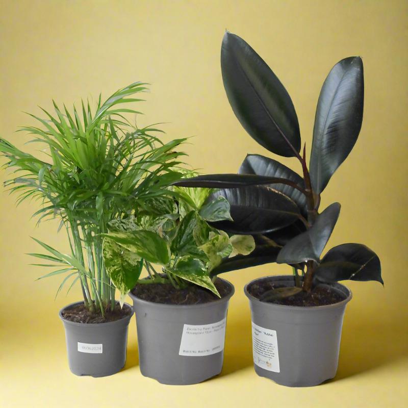 Set of 3 Low Maintenance Indoor Plants