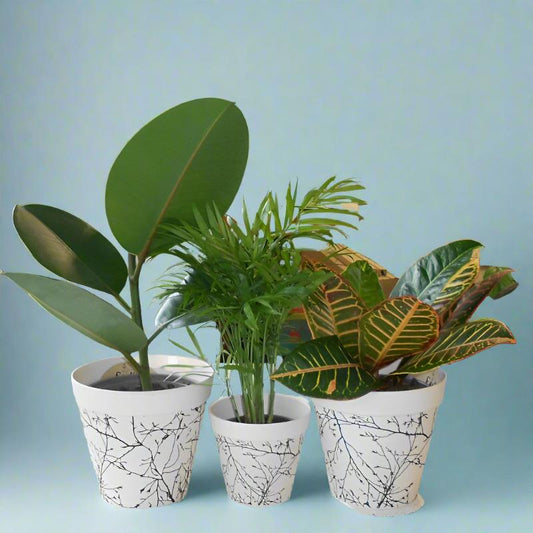 Set of 3 Plants for an Office with Pots