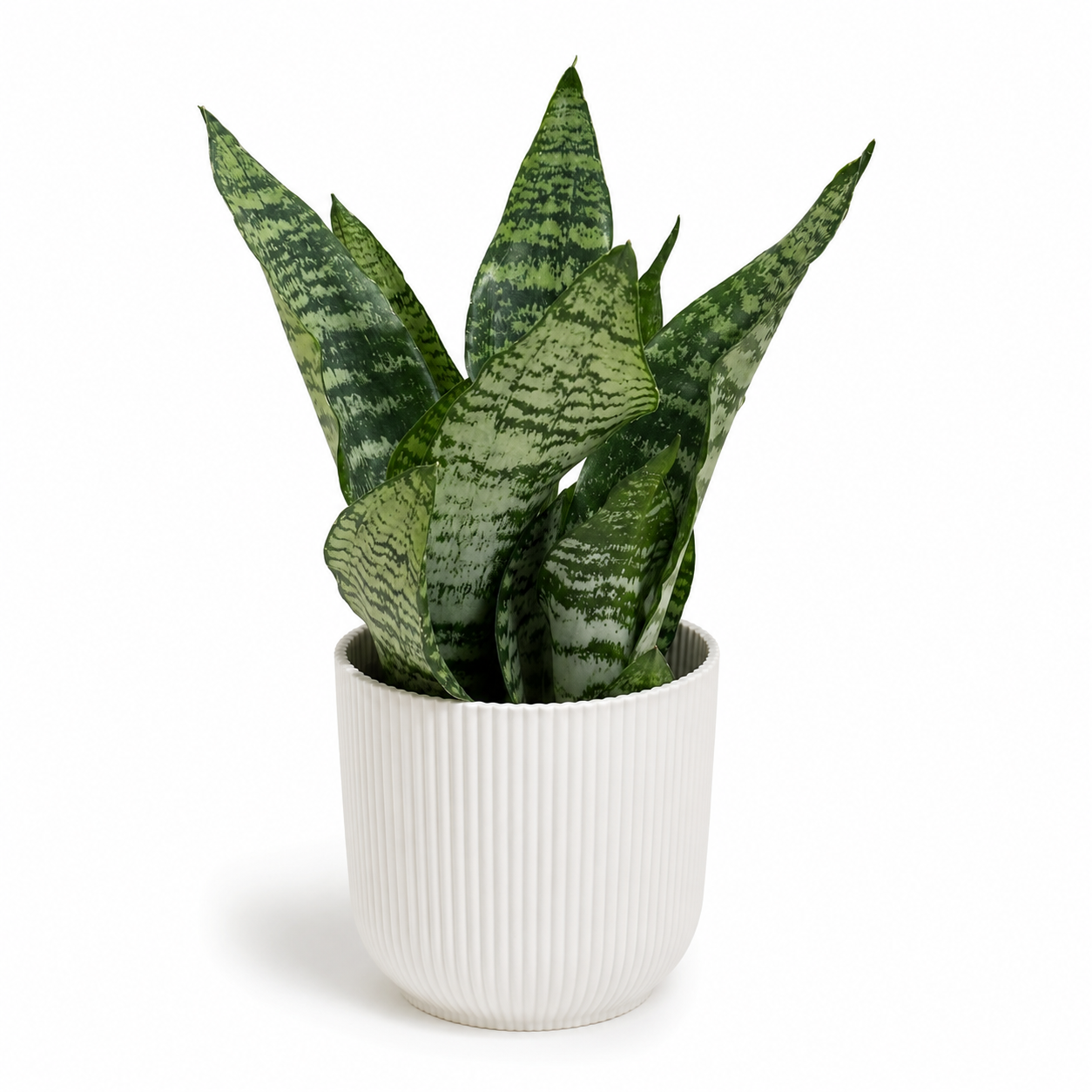 Snake Black Coral 12cm Houseplant