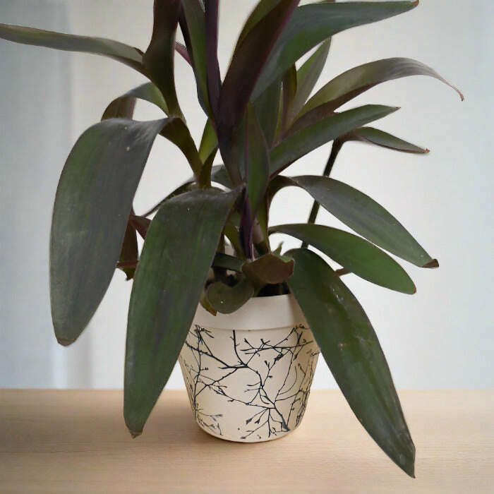 Tradescantia-Pallida-9cm-OPP-POT1_61a47699-99c5-4fd9-ba9b-b4b0f9a069b3