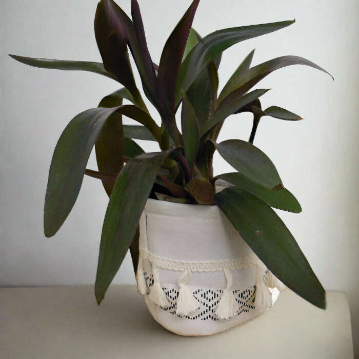 Tradescantia-Pallida-9cm-OPP-POT2