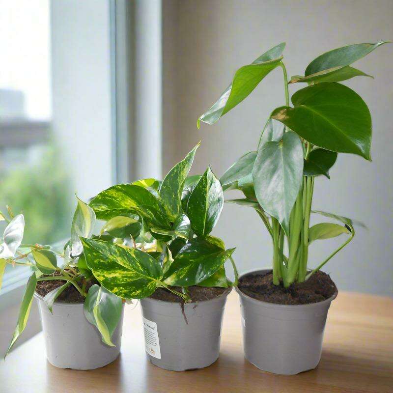 Trio_of_Indoor_Climbing_Plants