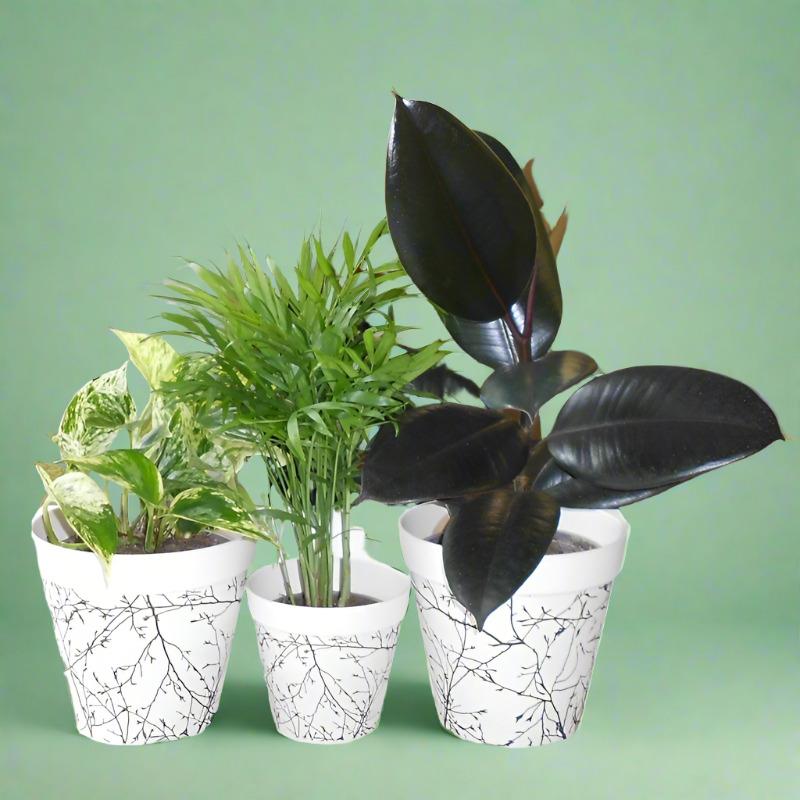Trio of Low Maintenance House Plants with Pots