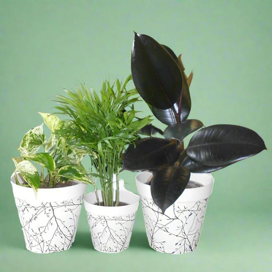 Trio of Low Maintenance House Plants with Pots