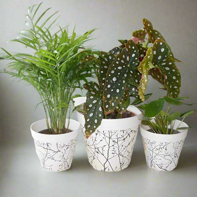 Trio_of_Thank_You_Plants_with_Pots